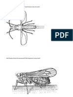 Ordo Hemiptera Subordo Auchenorrhyncha Famili Pseudococcidae