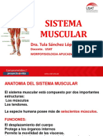 Sistema muscular: Anatomía y funciones de los músculos