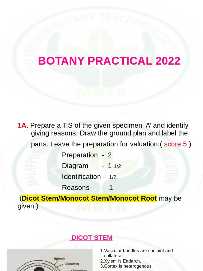 Botany Practical 2022new | PDF | Plant Stem | Biology