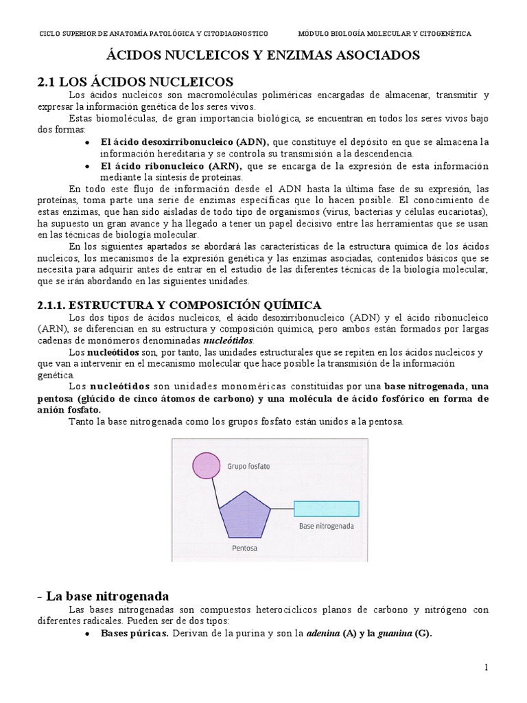 Ácidos Nucleicos y Enzimas | PDF | Rna | Replicación De Adn
