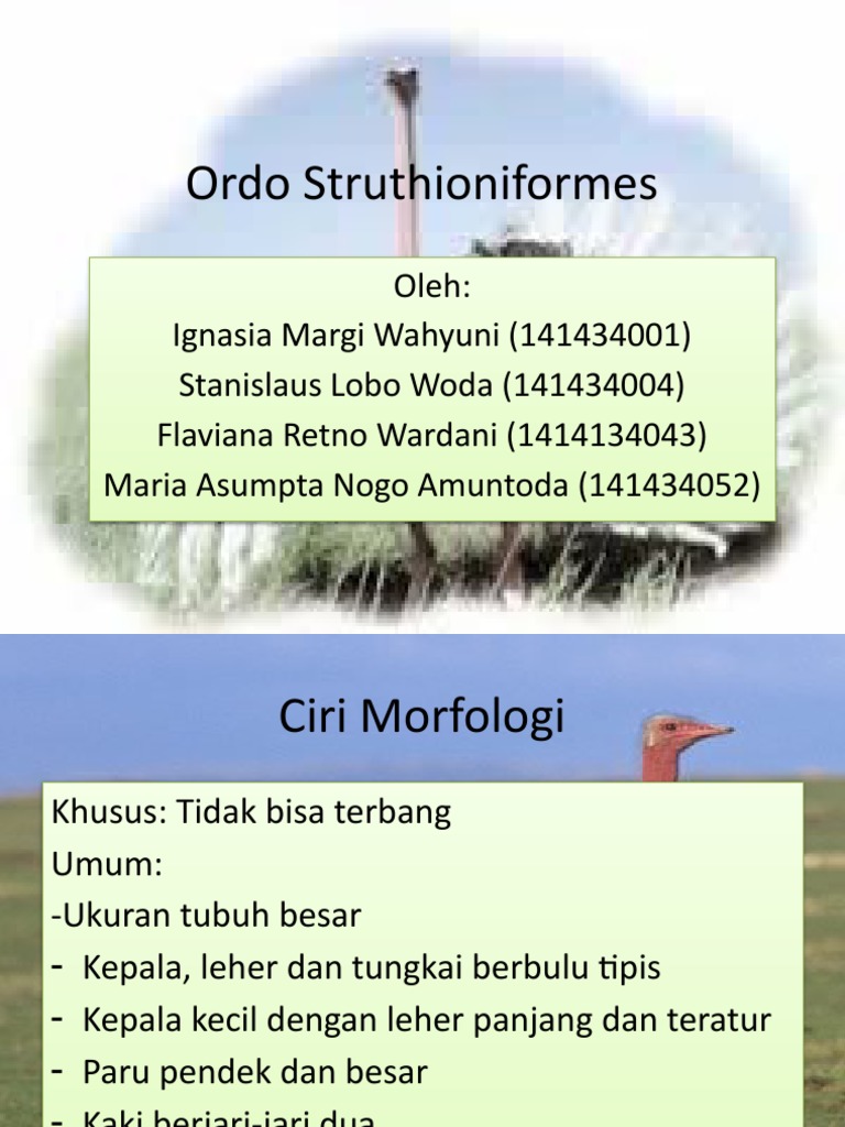 Ciri dan Famili Ordo Struthioniformes | PDF
