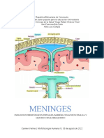 Informe meninges (2) (1)