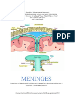 Meninges, espacios intermeningeos y barrera hematoencefálica