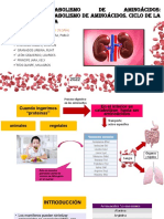 Metabolismo de Los Aminoácidos. Catabolismo de Los Aminoácidos. Ciclo de La Urea