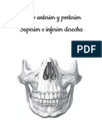 Anatomia Dentaria