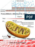 Permeabilidad y Difusión de Las Células