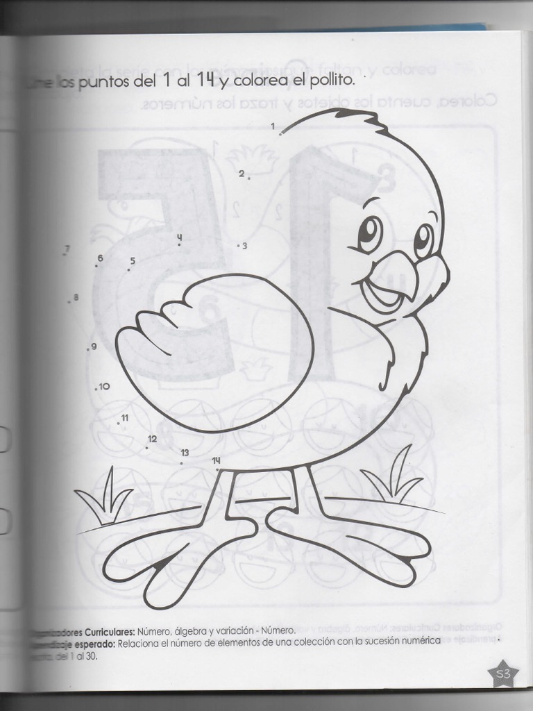 Pollito | PDF