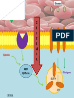 Mecanismo de Acción de La Metformina-1