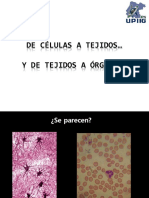 Celulas A Tejidos