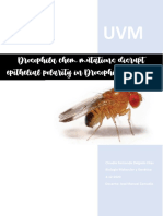 Drosophila Chem Mutations