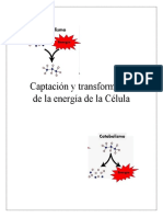 Captación y Transformación de La Energía de La Célula