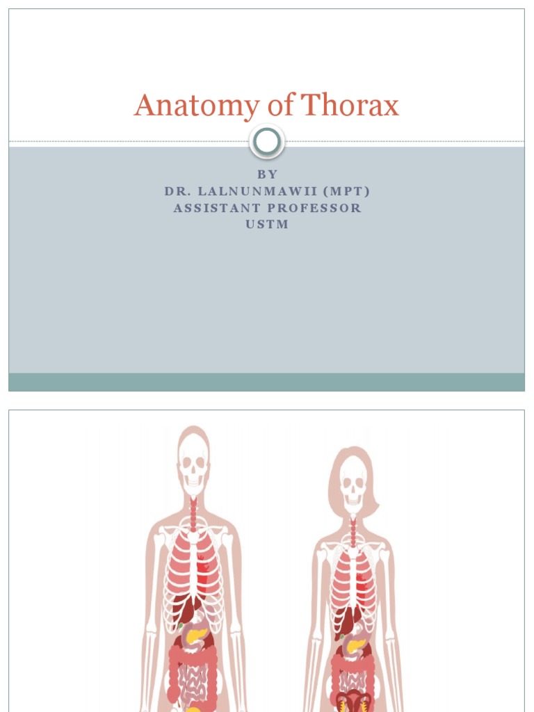 Anatomy of Thorax Biology Diagrams