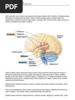 Anatomija Nervnog Sistema
