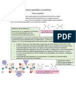 Enlace Peptídico y Proteínas