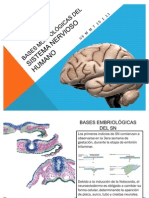 Embiologia: Sistema Nervioso