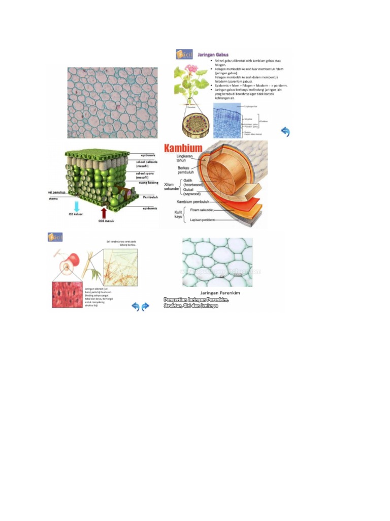 Jaringan Tumbuhan | PDF