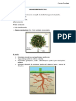 Organografía Vegetal