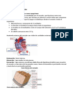 El Sistema Cardiovascular