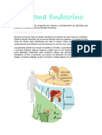 Sistema Endocrino JMVG