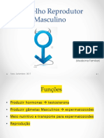 Aparelho reprodutor masculino em detalhe