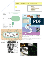 Tema 2, Morfología Bact