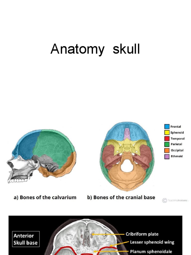 Anatomy Skull | PDF