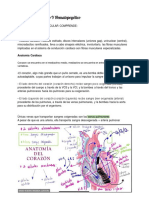 Sistema Circulatorio Y Hematopoyético