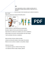 Sistema Respiratorio Resumen