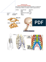 Estructura y funciones de la columna vertebral