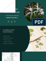 Asparagales Diapositiva