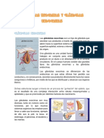 Glándulas Exocrinas y Glándulas Endocrinas