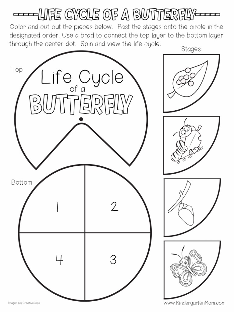 Butterfly Life Cycle PDF