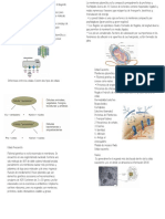 Resumen Biocell