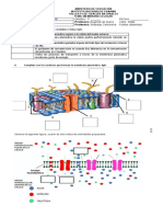 Taller 1 Membrana Celular