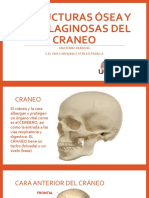 Estructuras Oseas y Cartilaginosas Del Craneo
