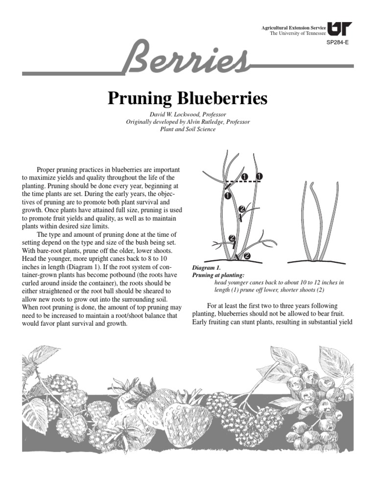 Pruning Blueberries Pruning Blueberry
