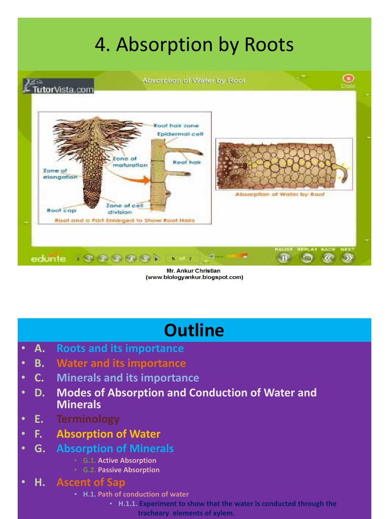 Water and Mineral Absorption by Roots | PDF | Osmosis | Botany