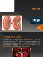 Anatomía del riñón: Características, estructuras internas y relaciones