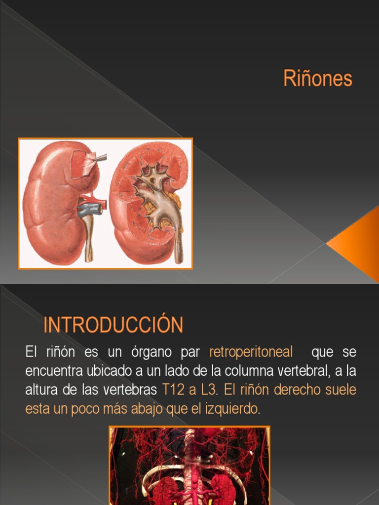 Descripción anatómica detallada de la estructura y relaciones del riñón ...