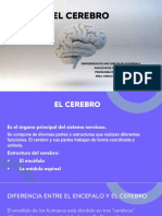 EL CEREBRO