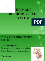 Male Genitalia Ok