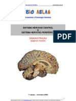 Sistema Nervoso Central Periferico Demo