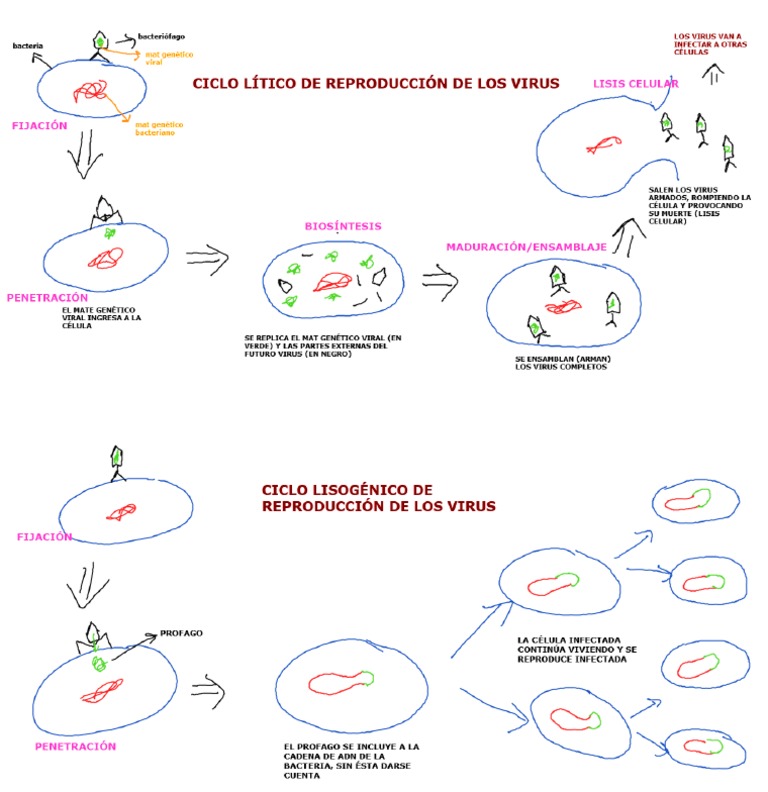 Ciclo Lítico y Lisogénico en Los Virus PDF