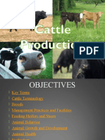 Cattle Production