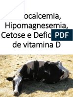 Hipocalcemia, Hipomagnesemia, Cetose e Deficiência de Vitamina D