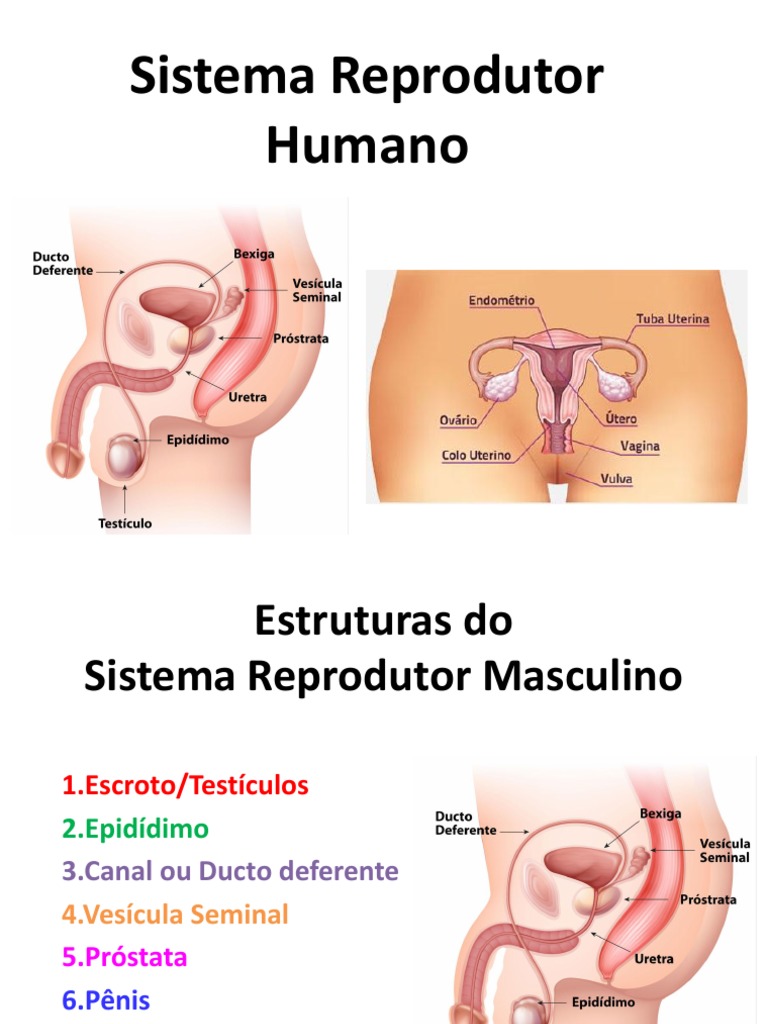 Estruturas do Sistema Reprodutor Humano | PDF | Neurônio | Sêmen, image size:768x1024