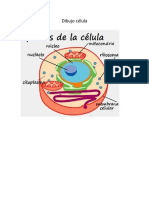 Dibujo Célula