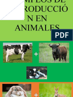 Ejemplos de Reproducción en Animales