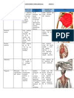 Anatomia Musculos 1