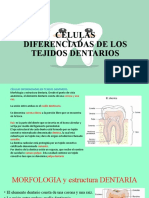 Celulas Diferenciadas 2022